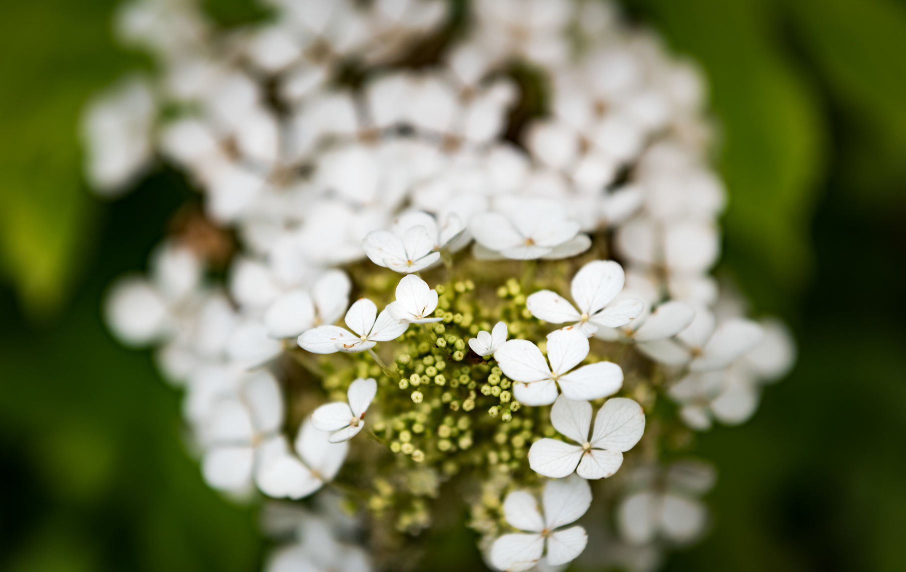 Lisa Swarthout's Garden